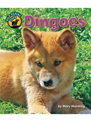 cover image of Dingoes